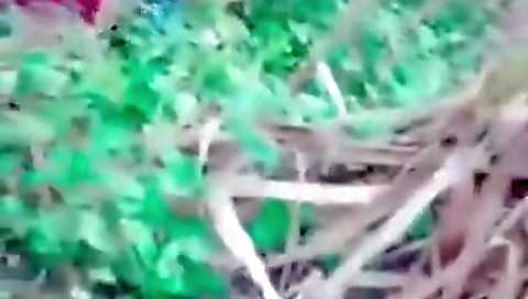 Jungle Mein Chudai Mms