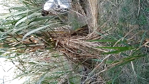 Indian Village Bhabhi Outdoor Fucking