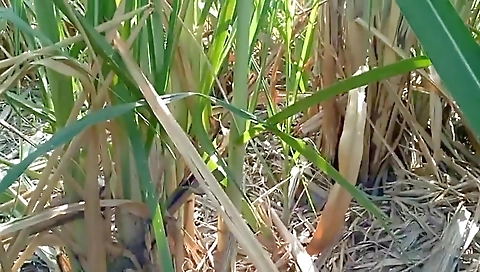 Jungle Ke Khet Me Lejakar Choda Bhabhi Ko