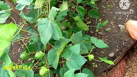 Hindi Sex - Desi Village Girlfriend Boyfriend Went To The Farm And Pressed Her Boobs In The Cotton Field And Showed Her Full Pussy And He Urinated