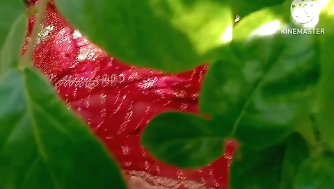 Village Bhabhi Outdoor New Sex Video