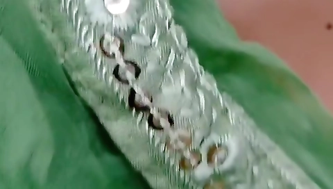 Mota Lund Bahut Pasand Hai Devar Ji, Chodo Mujhe Or Joe Se, Desi Indian Bhabhi Fucked By Devar Outdo