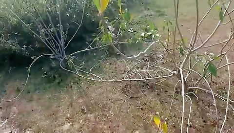 Deshi Village Bhabhi Outdoor Sex Video