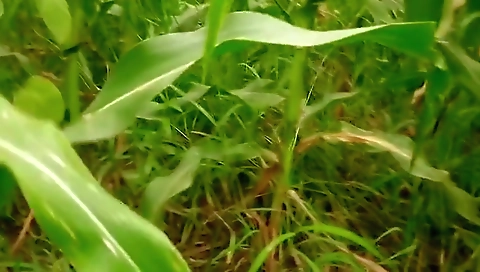 Outdoor XXX Videos (1931)