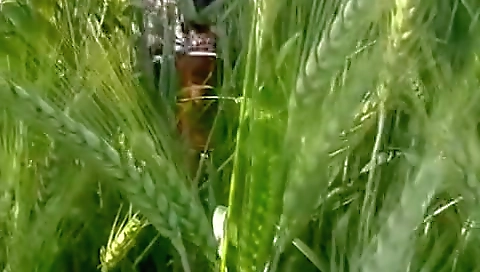 The Desi Stepsister-in-law Of The Village Is Calling In Front Of Her Stepbrother-in-law In The Field To Fuck The Ass In The Field, Romantic Sex Video In The Forest